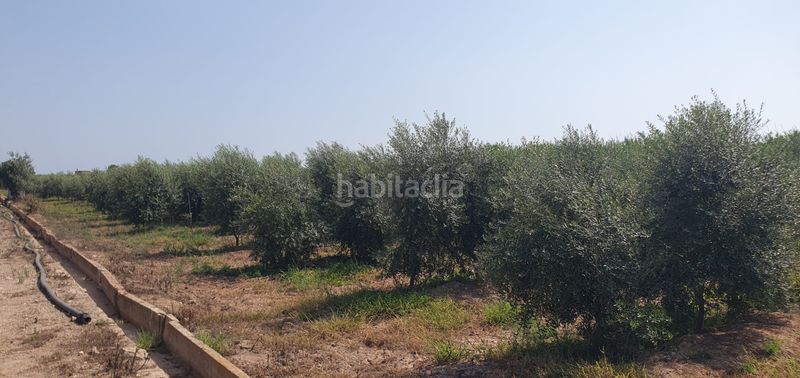 Foto fa05f1e3-a5a1-47e8-94bb-0625db0686c6. Finca rústica a Llaurí