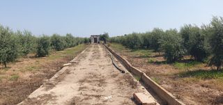 Rural plot  N/a. Terreno con olivos  en fortaleny