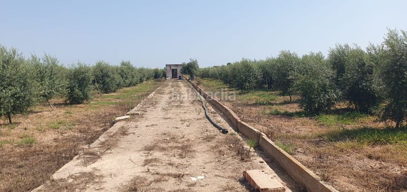 Foto fcce64e1-3b08-4c06-92a9-944d9e3de9e8. Finca rústica a Llaurí