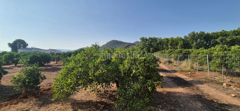 Foto 491c5574-a30f-4339-8442-00aabd564630. Finca rústica a partida el herm 2 a Alfauir