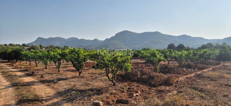 Foto a56f8a43-7597-40c7-81e5-a924f89e1bc2. Finca rústica a partida el herm 2 a Alfauir