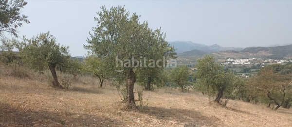 Foto c210e2dc-2637-4d84-be2f-a03c490629b4. Finca rústica suelo rústico en el burgo, málaga en Burgo (El)
