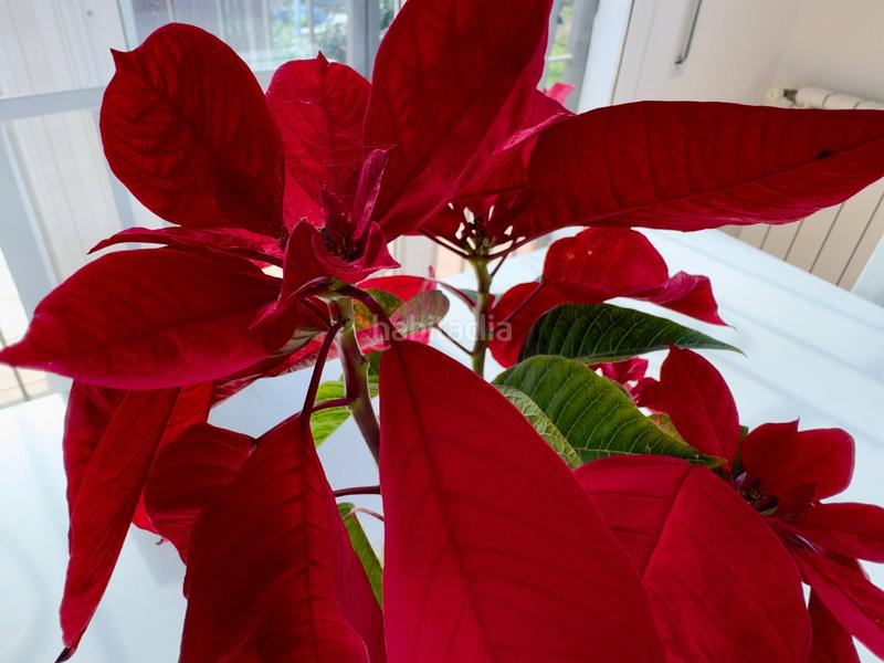 Foto 655749e2-72da-4e66-a463-3dd0f1c827bb. Maison avec chauffage parking dans terrabrava - Tordera parc Tordera