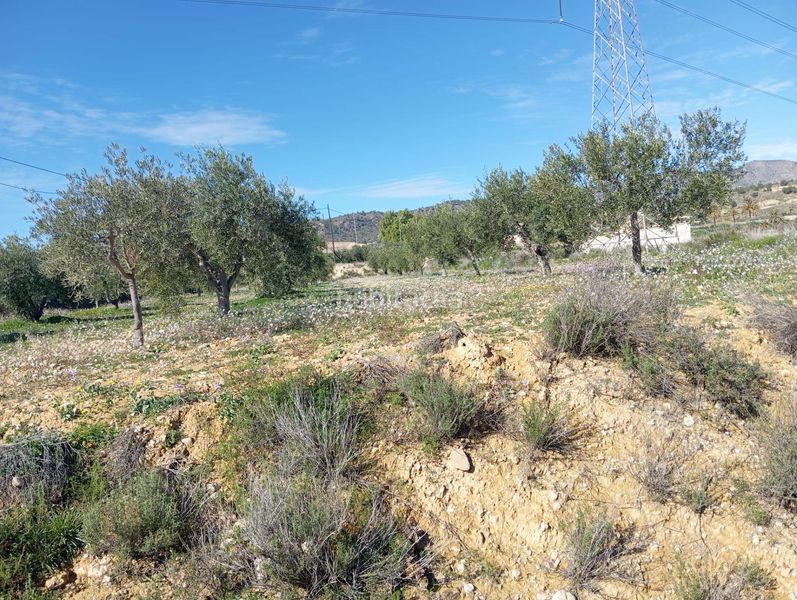 Foto e40d5635-626a-4156-8e09-57a7130afdd4. Finca rústica a Abanilla