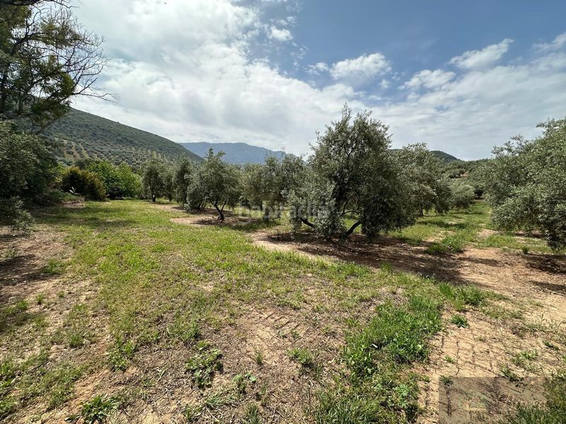 Foto d55e9dc8-37b5-4896-b589-33e06a85c9a1. Casa  en Rute