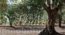 Foto 5d640b8f-2bcd-4ed5-9bb1-b1c0294c3f6f. Terreny residencial a Rute