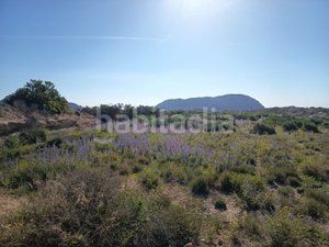 Foto d81cf935-0dde-49c3-9df8-f1fe8f1ab8e5. Masia a La Alcoraya Alicante