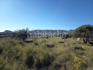 Foto 06d5b840-d7d2-4512-a5d5-e85a5a28acd0. Finca rústica a Moralet Alicante