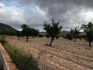 Finca rústica  Calle orihuela.bar. Terreno en venta en barbarroja - orihuela