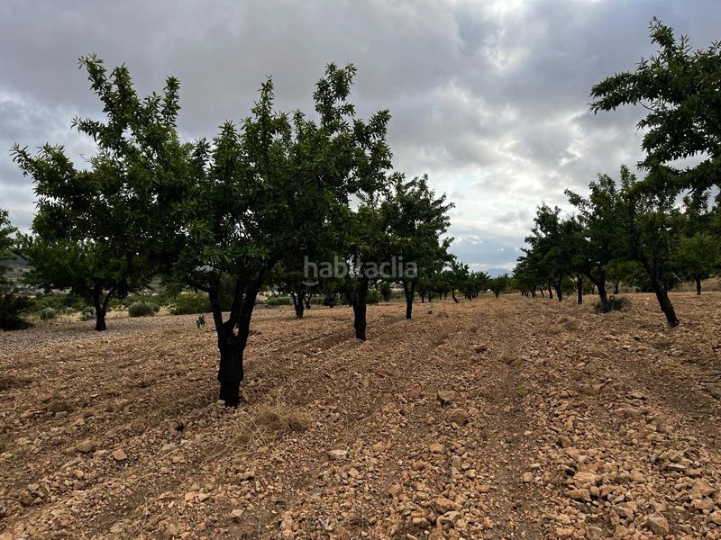 Foto c3c47563-66f9-4274-ab75-c9bd8fa5dfe9. Finca rústica a La Murada - Los Vicentes Orihuela