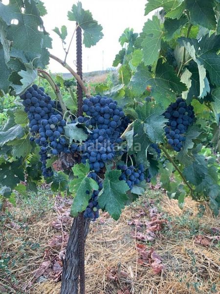 Foto e4edd3f3-31ce-44f2-a096-a306067110bf. Masia a Valle (El)