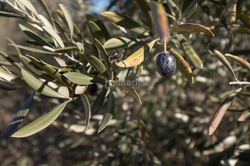 Foto acde367a-5096-49f6-bedc-dffc5416fd29. Landgut in Cogollos de la Vega