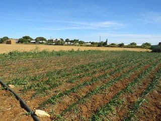 Landgut in Barrio Nuevo. Estupenda finca en barrio nuevo conil