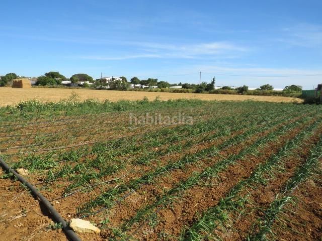 Foto 14434a89-2757-464f-8184-8e4e931bd2c3. Finca rústica a Barrio Nuevo Conil de la Frontera