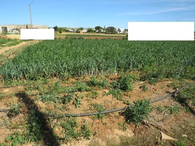 Foto 180fe885-279d-4f59-bea8-b717678e4fc9. Finca rústica a Barrio Nuevo Conil de la Frontera