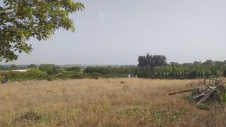 Finca rústica a El Rocío - La Milagrosa. Terreno rústico de 11400m2