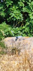 Fondo rustico  Cami de son mieres. Venta finca rústica con caseta y pozo de vena en muro