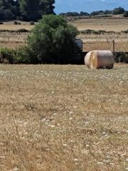 Fondo rustico  Cami de son reixach. Terrenos rústicos en venta en ariany