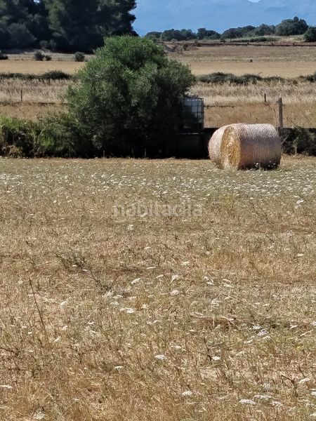 Foto 05d70ac0-8e23-4e58-b84b-5399d1713e5d. Finca rústica a Ariany