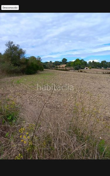 Foto db95ca6f-8007-4a6f-93aa-fc9afdba9a65. Finca rústica a Ariany