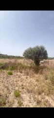 Landgut  N/a. Parcela rustica en muro