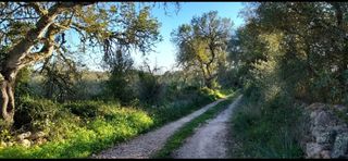 Landgut  Camí de son fullana. Terreno rústico de 6.884 m² en son fullana – llucmajor