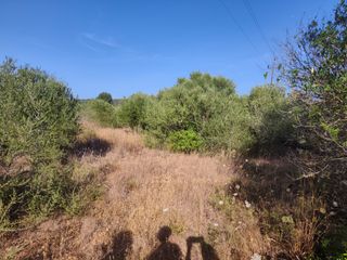 Rural plot  Carrer major. Oportunidad!!!!!!, dos parcelas rústicas en venta en pórtol