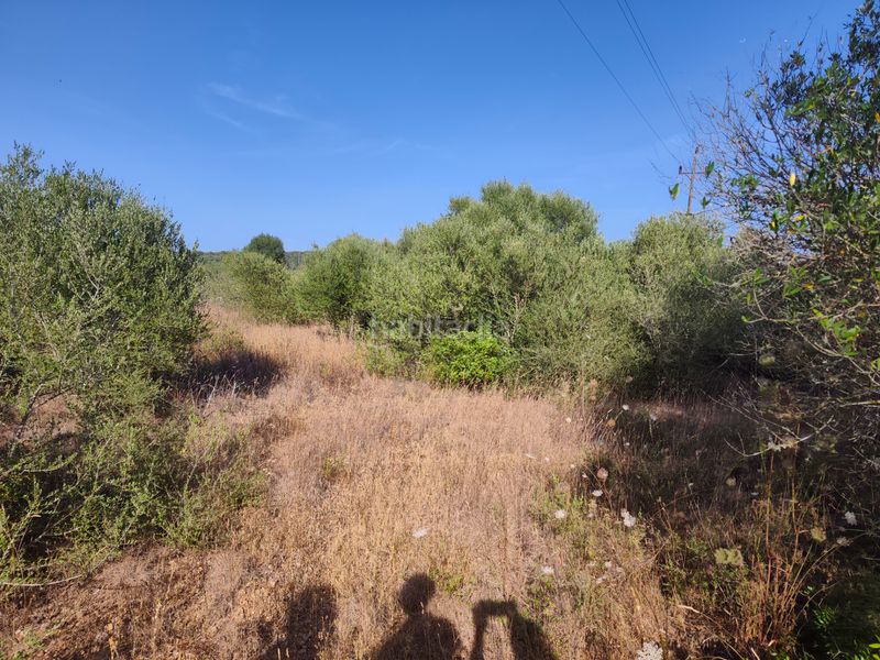 Foto 9d67c710-b1e8-45bd-bd37-017d2f8e80fa. Finca rústica a Pòrtol Marratxí