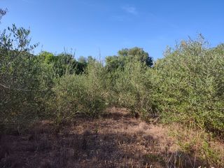 Finca rústica  Carrer major. Oportunidad!!!!!!, dos parcelas rústicas en venta en pórtol