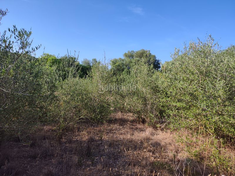 Foto c85a9031-c5a5-48e1-a6ce-d0a91fcf2995. Finca rústica a Pòrtol Marratxí