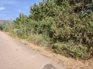 Rural plot  N/a. Venta finca en sa pobla,  con olivos y pozo de vena - cami de le