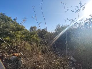 Fondo rustico in Sineu. Terreno rústico en sineu – 1.500 m² aprox. – 15.000 €