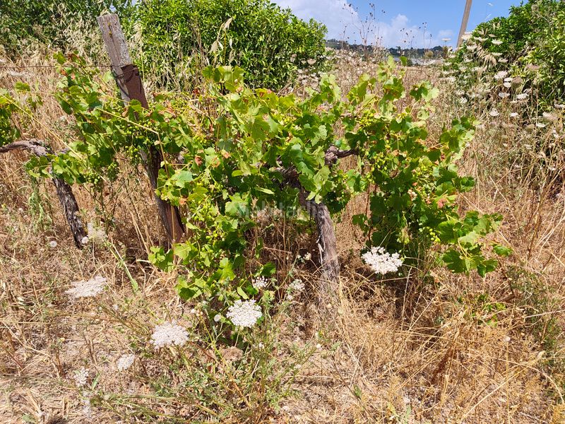 Foto 1a92c7fd-bb0b-44aa-88b9-c0994f7b196f. Finca rústica a Sant Joan