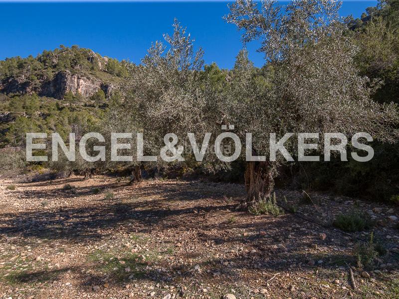 Foto 83115a28-2dcc-48e8-9895-431ec38c760d. Terreny residencial a Moixent