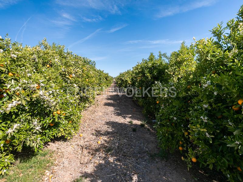 Foto 13212e07-c14a-49d6-b4ba-04713f22983f. Terreno residencial finca de naranjos powell en plena producción. en Pedralba