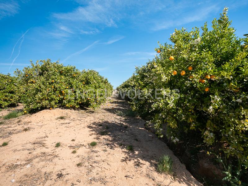 Foto 27ef65fc-3e62-4235-b7ed-0713eca05873. Terreno residencial finca de naranjos powell en plena producción. en Pedralba