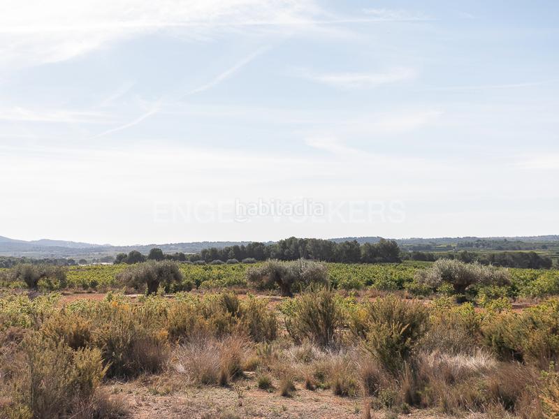 Foto 32535d6d-2570-4063-a303-700055c36440. Terreno residencial finca de naranjos powell en plena producción. en Pedralba