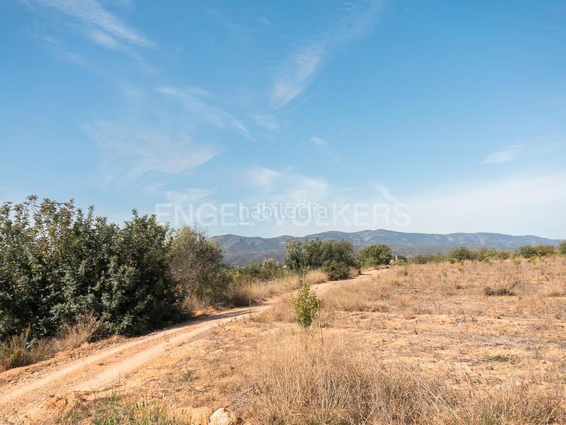 Foto 377036cc-21a0-4f4a-8ddf-d16edc4367ef. Terreno residencial finca de naranjos powell en plena producción. en Pedralba