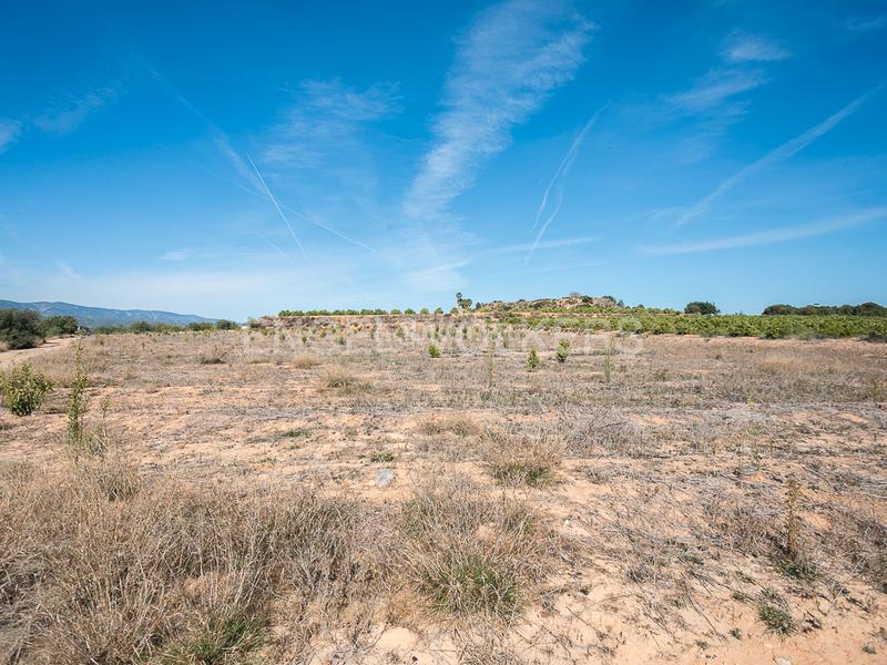 Foto 39e8cbd5-a3e8-4666-ae77-a5d92987132b. Terreno residencial finca de naranjos powell en plena producción. en Pedralba