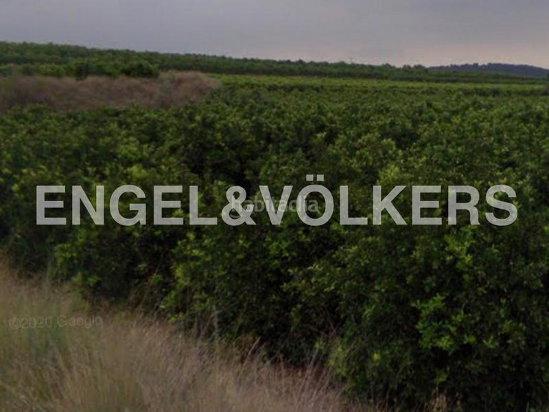 Foto 4ae370e6-a845-49c7-908f-265fe036cc30. Terreno residencial finca de naranjos powell en plena producción. en Pedralba