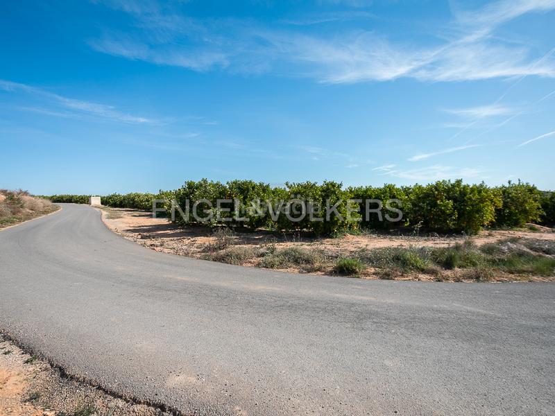 Foto 52738db9-78f4-48cd-96b4-28213eab4184. Terreno residencial finca de naranjos powell en plena producción. en Pedralba