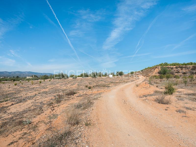 Foto 5e172fd0-66cf-4ea5-93ea-d18aef650541. Terreno residencial finca de naranjos powell en plena producción. en Pedralba