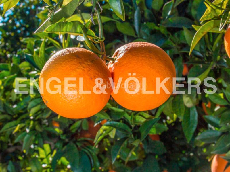 Foto 649f25e3-23b2-489b-a287-f26c50b0bd28. Terreno residencial finca de naranjos powell en plena producción. en Pedralba