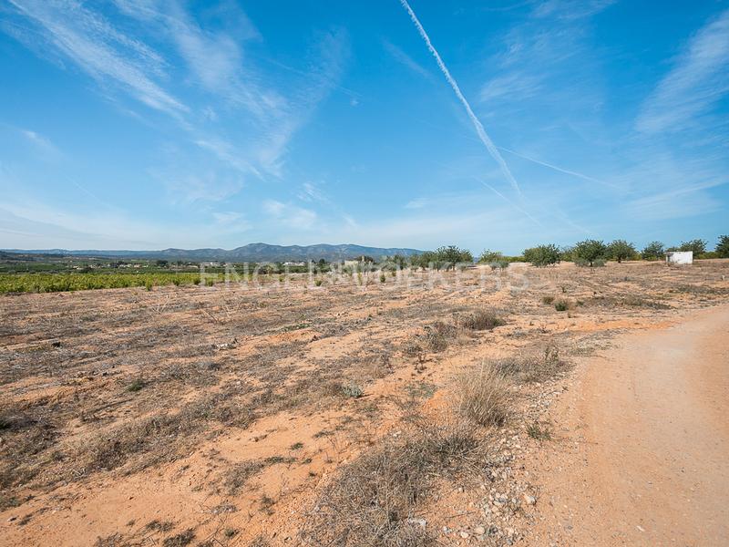 Foto 6a7c1020-55ce-4d04-beb9-64ddac4c857a. Terreno residencial finca de naranjos powell en plena producción. en Pedralba