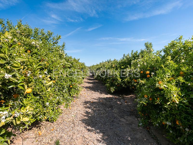 Foto 79d1575b-181f-41ce-8189-9503c5a1e1a1. Terreno residencial finca de naranjos powell en plena producción. en Pedralba