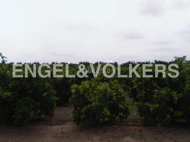 Foto 7eb58802-9e0a-4b8b-9264-a2664e6ed37b. Terreno residencial finca de naranjos powell en plena producción. en Pedralba