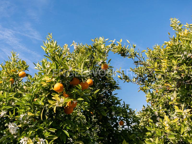 Foto 8248b629-85ef-4179-ac69-cd8d750c957b. Terreno residencial finca de naranjos powell en plena producción. en Pedralba