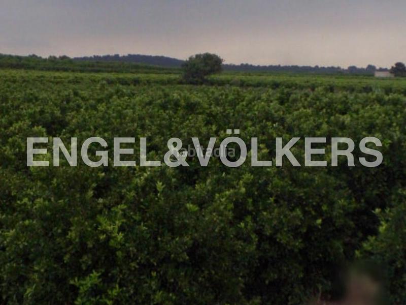 Foto a26c23c1-817c-45f0-858f-518d4191afab. Terreno residencial finca de naranjos powell en plena producción. en Pedralba