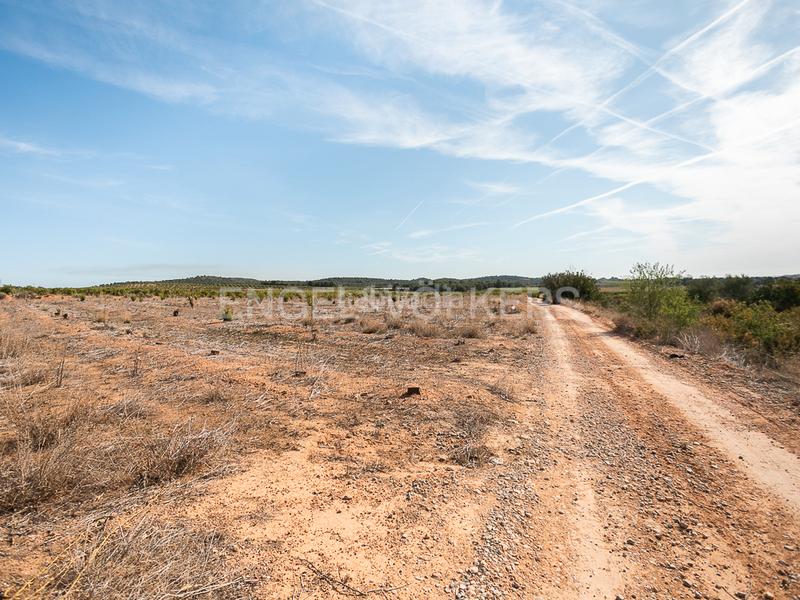 Foto a50925fa-65af-45ea-96d8-df449b22ad6f. Terreno residencial finca de naranjos powell en plena producción. en Pedralba