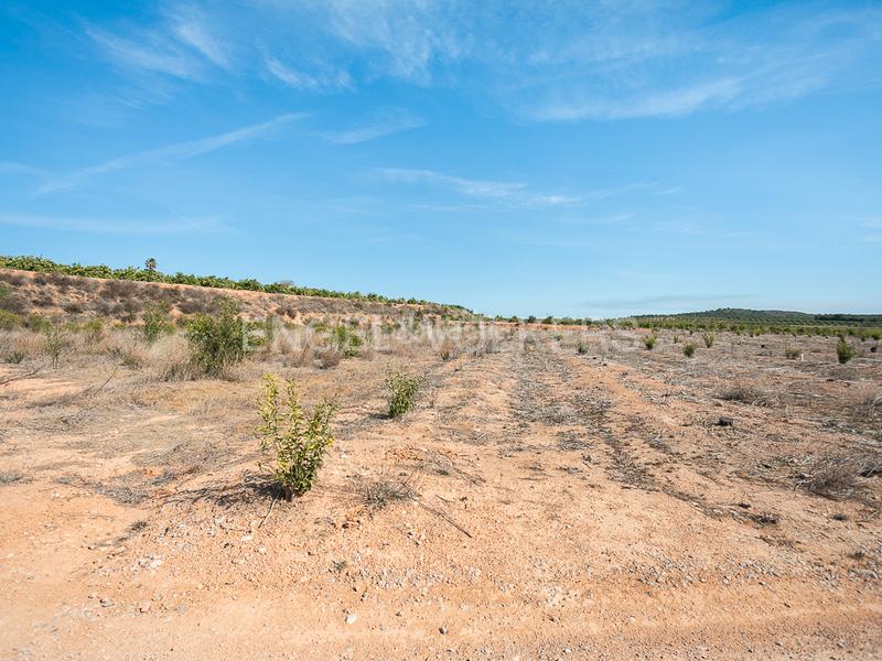 Foto aed449d5-0783-4693-b071-d4bdc069573a. Terreno residencial finca de naranjos powell en plena producción. en Pedralba